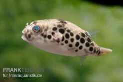 Leopardkugelfisch, Tetraodon Schoutedeni 11 Leopardkugelfisch, Tetraodon Schoutedeni -Boutique-Tierhandlung Leopardkugelfisch Tetraodon schoutedeni 6