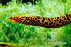 Leopardmuräne, Gymnothorax Polyuranodon (Echte Süßwassermuräne) -Boutique-Tierhandlung Leopardmuraene Gymnothorax polyuranodon Echte Suesswassermuraene 3