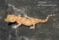 Lichtensteins Dünnfingergecko, Stenodactylus Sthenodactylus 3 Lichtensteins Dünnfingergecko, Stenodactylus Sthenodactylus -Boutique-Tierhandlung Lichtensteins Duennfingergecko Stenodactylus sthenodactylus 2