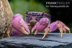 Lila Spider Crab, Neosarmatium Sp. Purple -Boutique-Tierhandlung Lila Spider Crab Neosarmatium sp Purple 2