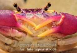 Lila Süßwasserkrabbe, Globithelphusa "indian Lilac" -Boutique-Tierhandlung Lila Suesswasserkrabbe Globithelphusa indian lilac 1
