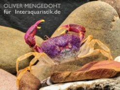 Lila Süßwasserkrabbe, Globithelphusa "indian Lilac" -Boutique-Tierhandlung Lila Suesswasserkrabbe Globithelphusa indian lilac 3