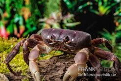Lila Weihnachtsinselkrabbe, Gecarcoidea Humei, XL -Boutique-Tierhandlung Lila Weihnachtsinselkrabbe Gecarcoidea humei 1 1