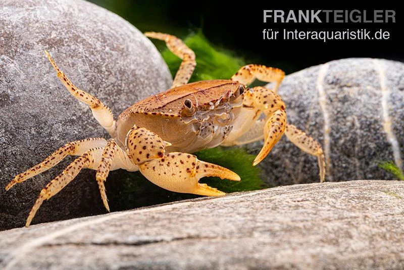 Linsenkrabbe, Parathelphusa Cf. Convexa 2 Linsenkrabbe, Parathelphusa Cf. Convexa – Bild 2