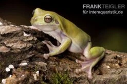 Korallenfinger-Laubfrosch, Litoria Caerulea 5 Korallenfinger-Laubfrosch, Litoria Caerulea -Boutique-Tierhandlung Litoria caerulea 1 Korallenfinger Laubfrosch