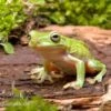 Korallenfinger-Laubfrosch, Litoria Caerulea