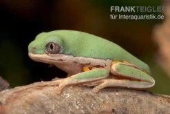 Makifrosch, Phyllomedusa Hypochondrialis -Boutique-Tierhandlung Makifrosch Phyllomedusa hypochondrialis 3