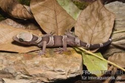 Malayischer Bogenfingergecko, Cyrtodactylus Pulchellus -Boutique-Tierhandlung Malayischer Bogenfingergecko Cyrtodactylus pulchellus 1