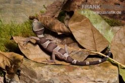 Malayischer Bogenfingergecko, Cyrtodactylus Pulchellus -Boutique-Tierhandlung Malayischer Bogenfingergecko Cyrtodactylus pulchellus 2