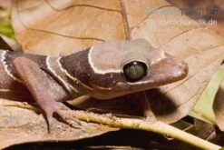 Malayischer Bogenfingergecko, Cyrtodactylus Pulchellus -Boutique-Tierhandlung Malayischer Bogenfingergecko Cyrtodactylus pulchellus 3