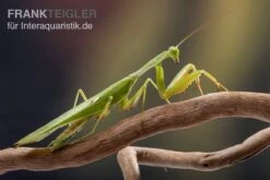 Afrikanische Gottesanbeterin Im Mix, Sphodromantis Spec. -Boutique-Tierhandlung Mantis 1