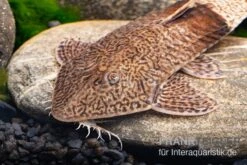 Marmor-Flunderharnischwels, Pseudohemiodon Apithanos Sp. Colombia -Boutique-Tierhandlung Marmor Flunderharnischwels Pseudohemiodon apithanos sp Colombia 3