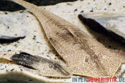 Marmor-Flunderharnischwels, Pseudohemiodon Apithanos Sp. Colombia -Boutique-Tierhandlung Marmor Flunderharnischwels Pseudohemiodon apithanos sp Colombia neu 1