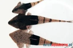 Marmor-Flunderharnischwels, Pseudohemiodon Apithanos Sp. Colombia -Boutique-Tierhandlung Marmor Flunderharnischwels Pseudohemiodon apithanos sp Colombia neu 2