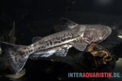 Marmorierter Delfinwels, Ageneiosus Marmoratus