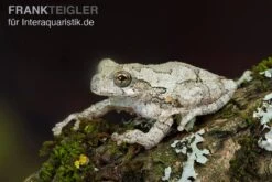 Marmorierter Laubfrosch, Hyla Marmorata 5 Marmorierter Laubfrosch, Hyla Marmorata -Boutique-Tierhandlung Marmorierter Laubfrosch Hyla marmorata 3