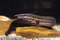 Feuerstachelaal, Mastacembelus Erythrotaenia, Ca. 10-12 Cm