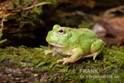 Matcha Pacman-Frog, Ceratophrys Cranwelli "Matcha" -Boutique-Tierhandlung Matcha Pacman Frog Ceratophrys cranwelli Matcha 2
