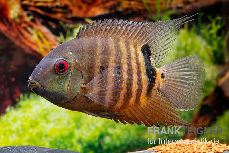 Maulbrütender Augenfleckbuntbarsch, Heros Liberifer, DNZ 1 Maulbrütender Augenfleckbuntbarsch, Heros Liberifer, DNZ