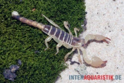 Maurischer Skorpion, Scorpio Maurus -Boutique-Tierhandlung Maurischer Skorpion Scorpio maurus 3