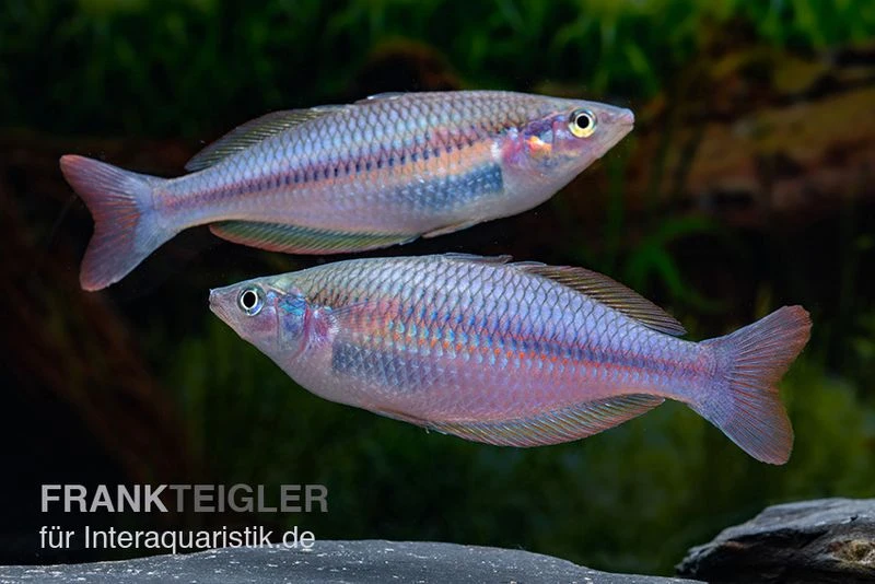 Mayland`s Regenbogenfisch, Melanotaenia Maylandi, 5 Tiere 1 Mayland`s Regenbogenfisch, Melanotaenia Maylandi, 5 Tiere