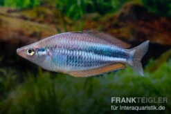 Dansari-River-Regenbogenfisch, Melanotaenia Affinis "Dansari River", 5 Tiere -Boutique-Tierhandlung Melanotaenia affinis Dansari River 12