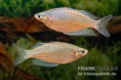 Rawa-Biru-Regenbogenfisch, Melanotaenia Cf. Splendida Rubrostriata "Rawa Biru" , 5 Tiere -Boutique-Tierhandlung Melanotaenia cf splendida rubrostriata Rawa Biru 17