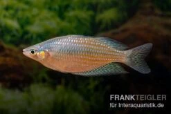 Rawa-Biru-Regenbogenfisch, Melanotaenia Cf. Splendida Rubrostriata "Rawa Biru" , 5 Tiere -Boutique-Tierhandlung Melanotaenia cf splendida rubrostriata Rawa Biru 19