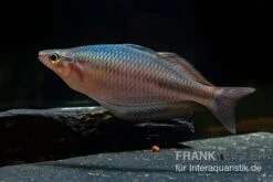 Goldie-Fluss-Regenbogenfisch, Melanotaenia Goldiei, 5 Tiere -Boutique-Tierhandlung Melanotaenia goldiei 22