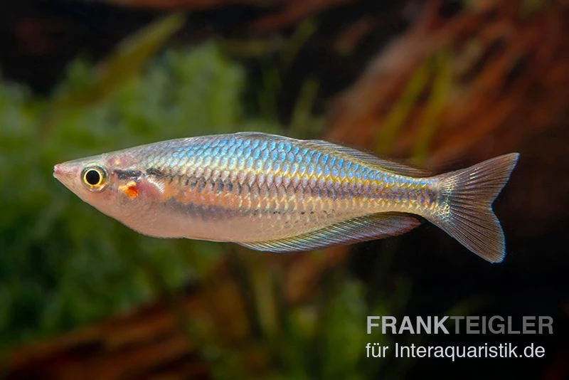 Aru-Regenbogenfisch, Melanotaenia Picta, 5 Tiere 2 Aru-Regenbogenfisch, Melanotaenia Picta, 5 Tiere – Bild 2