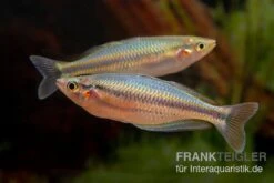 Aru-Regenbogenfisch, Melanotaenia Picta, 5 Tiere