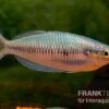 Sikuensis-Regenbogenfisch, Melanotaenia Sikuensis, 5 Tiere