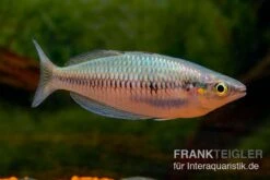 Sikuensis-Regenbogenfisch, Melanotaenia Sikuensis, 5 Tiere