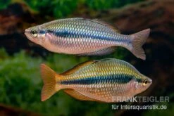 Coen-River-Regenbogenfisch, Melanotaenia Trifasciata "Coen River" 5 Tiere -Boutique-Tierhandlung Melanotaenia trifasciata Coen River 33