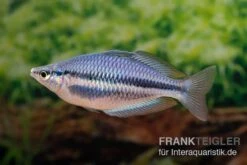 Hapgood-River-Regenbogenfisch, Melanotaenia Trifasciata "Hapgood River" 5 Tiere -Boutique-Tierhandlung Melanotaenia trifasciata Hapgood River 37