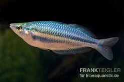 Hapgood-River-Regenbogenfisch, Melanotaenia Trifasciata "Hapgood River" 5 Tiere