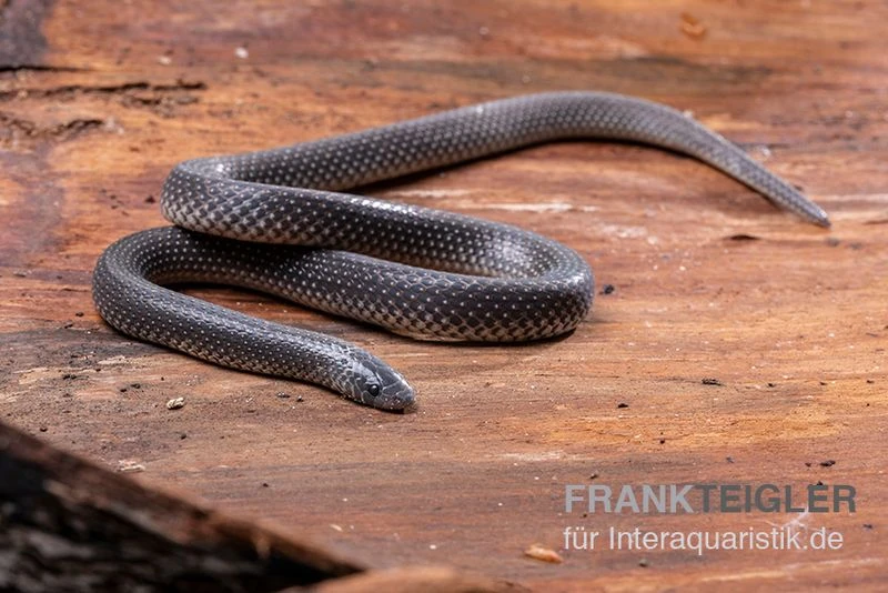 Meleagris-Schlange, Prosymna Meleagris 1 Meleagris-Schlange, Prosymna Meleagris