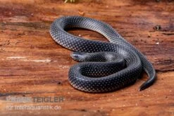 Meleagris-Schlange, Prosymna Meleagris 5 Meleagris-Schlange, Prosymna Meleagris -Boutique-Tierhandlung Meleagris Schlange Prosymna meleagris 03