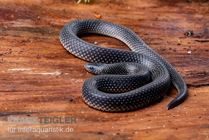 Meleagris-Schlange, Prosymna Meleagris 3 Meleagris-Schlange, Prosymna Meleagris – Bild 3