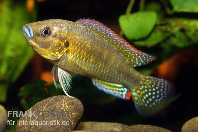 Messing-Maulbrüter, Pseudocrenilabrus Dispersus Philander 1 Messing-Maulbrüter, Pseudocrenilabrus Dispersus Philander