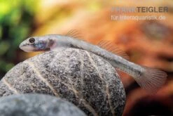 Mindanaoensis-Grundel, Lentipes Mindanaoensis, 1 Paar -Boutique-Tierhandlung Mindanaoensis Grundel Lentipes mindanaoensis female 1