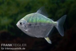 Mühlsteinsalmler, Myleus Setiger -Boutique-Tierhandlung Muehlsteinsalmler Myleus setiger 4