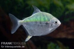 Mühlsteinsalmler, Myleus Setiger -Boutique-Tierhandlung Muehlsteinsalmler Myleus setiger 5