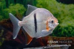 Schwarzband-Mühlsteinsalmler, Myleus Schomburgkii (Variante 2) SCHMALER STREIFEN