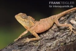 Nackenstachler, Acanthosaura Capra 5 Nackenstachler, Acanthosaura Capra -Boutique-Tierhandlung Nackenstachler Acanthosaura capra 3