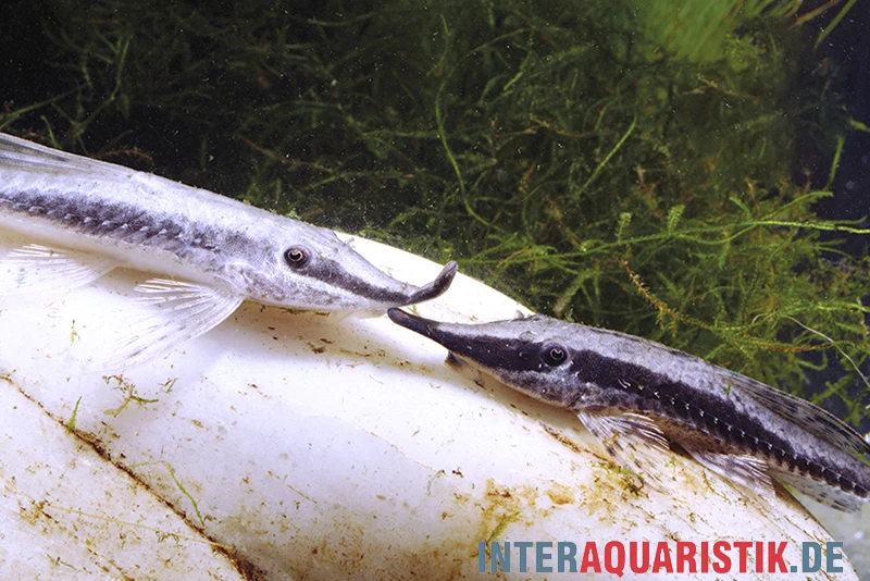 Nadelstreifen-Störwels, Sturisoma Nigrirostrum 1 Nadelstreifen-Störwels, Sturisoma Nigrirostrum