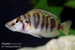 Nanderbuntbarsch, Altolamprologus Compressiceps, DNZ -Boutique-Tierhandlung Nanderbuntbarsch Altolamprologus compressiceps 2