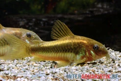 "Neon Gold Stripe"-Panzerwels, Corydoras Sp. "Neon Gold Stripe" (CW10) -Boutique-Tierhandlung Neon Gold Stripe Panzerwels Corydoras sp Neon Gold Stripe CW10 1