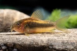 "Neon Gold Stripe"-Panzerwels, Corydoras Sp. "Neon Gold Stripe" (CW10) -Boutique-Tierhandlung Neon Gold Stripe Panzerwels Corydoras sp Neon Gold Stripe CW10 neu 2