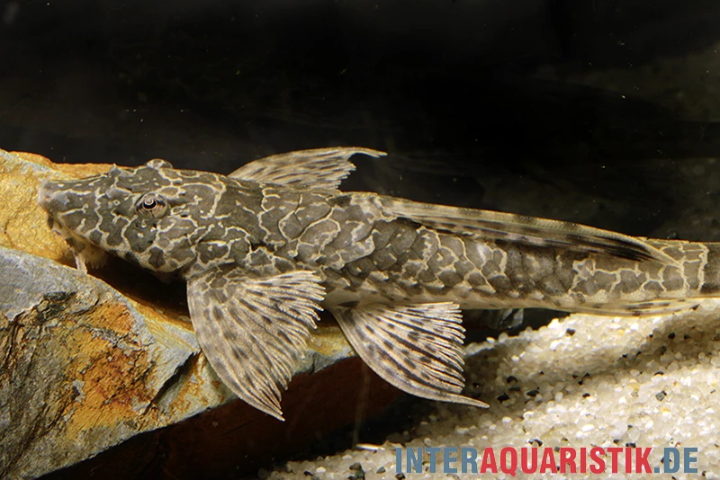 Netzmusterhexenwels, Hemiloricaria Teffeana 2 Netzmusterhexenwels, Hemiloricaria Teffeana – Bild 2